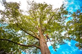 How Our Tree Care Process Works  in  Iron River, MI