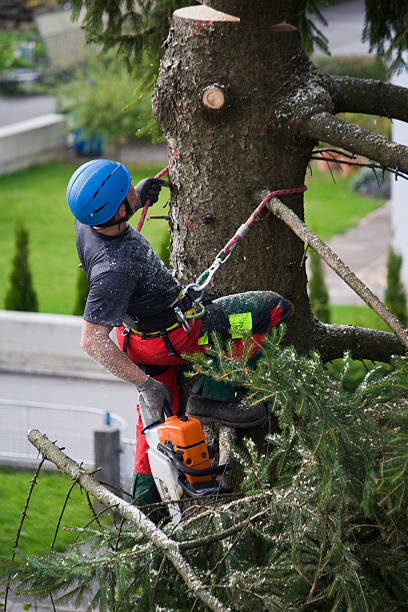 Best Utility Line Clearance  in Iron River, MI