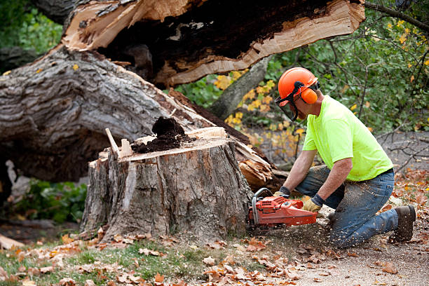 Best Tree Health Inspection  in Iron River, MI