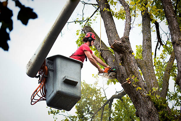 Best Tree Risk Assessment  in Iron River, MI